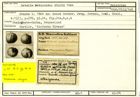 Karteikarte zum Holotyp von Rotalia naticoides Stache, 1864